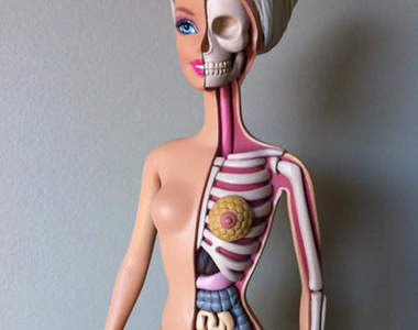 《芭比解剖模型》這逼真的獵奇感好棒www