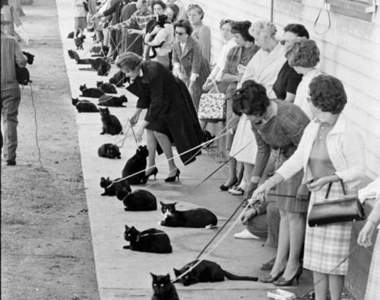 60年代的《黑貓選美》黑喵喵一片還是要分出勝負！