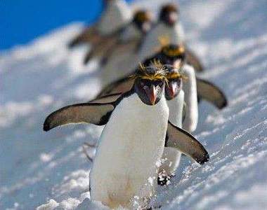 《動物EXILE》只要有心人人都可以Choo Choo Train(轉)