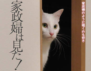 貓版《家政婦女王》　主人～我是你的家政喵♥