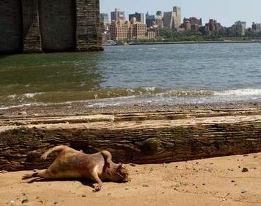 人人都愛陰謀論!紐約海岸上的怪物到底是?
