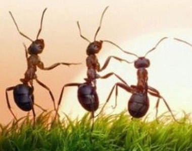 螞蟻地下王國 地底下奇妙的生態都市