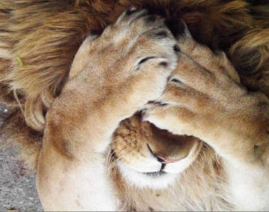 動物也會羞羞臉 嗯～討厭=艸=(遮)