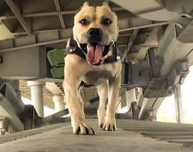 跑酷狗Tre T 飛簷走壁都難不倒牠