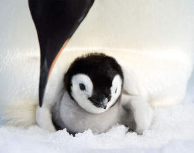 《企鵝萌》雖然牠不會飛～真的超治癒～