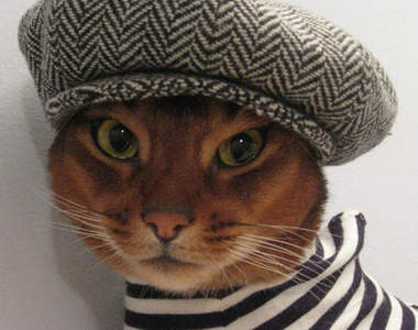 帥氣《網拍貓麻豆》　喵的穿搭就看牠來示範吧♥