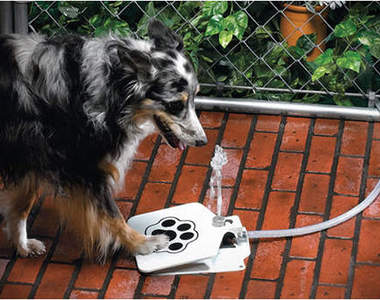 狗狗專用《狗狗噴泉飲水機》～喝水不求人！