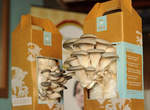 「Mushroom Kit」這才叫本格的自己種香菇! 「Mushroom Kit」這才叫本格的自己種香菇!
