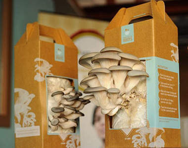 「Mushroom Kit」這才叫本格的自己種香菇！