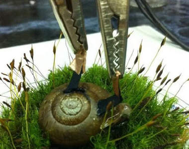 活體蝸牛電池  以後手機放在殼上就可當旅充(誤)