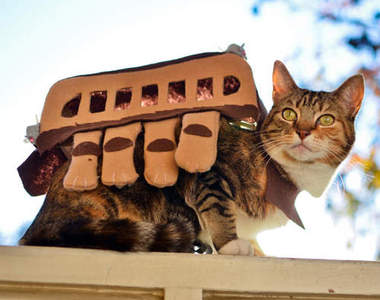 《真的龍貓公車》這隻龍貓公車可以帶回家養嗎？