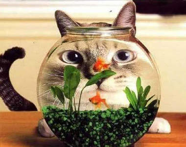 《貓腳印魚缸》杯底不能養金魚～那就好好養在魚缸裡吧^^