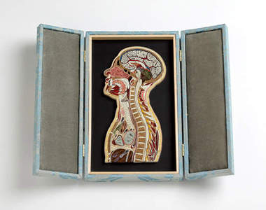 人體紙模型 所謂大腦包小腦切片(誤)