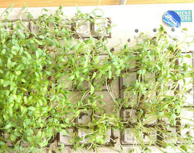 (´ﾟДﾟ｀)ﾝ!! 同事的電腦鍵盤竟然髒到長草啦～？！！！ 