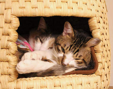 日本人氣《稻草貓屋》預購要等1年才到貨！？