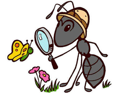 神奇！大家有看過螞蟻的正面嗎？！