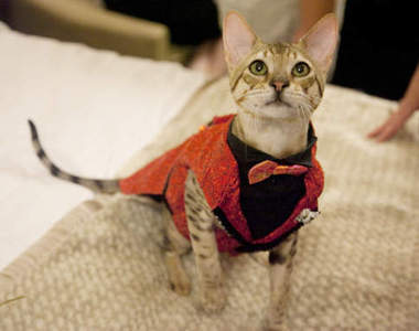 《公關貓》的年度貓咪時裝秀～喵～(✪ω✪)