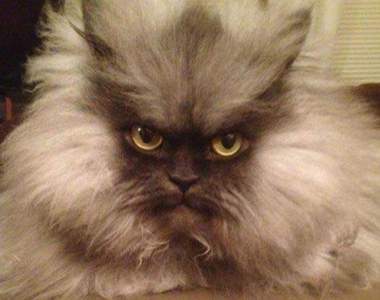 《貓上校》 他可能是全世界最愛生氣的貓