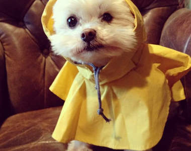 美東颶風來襲～狗狗準備好了♥