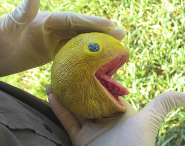 超逼真《遊戲生物雕塑》媽~我抓到真正的小精靈了(大哭)