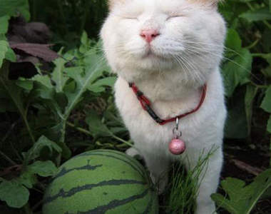 貓咪與西瓜的相關性是～？(✪ω✪)
