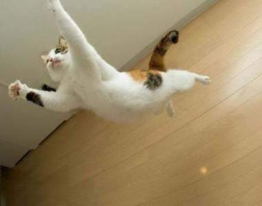 《跳跳貓》貓的～我跳我跳我跳跳跳(=ω=)