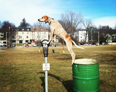 世界最強！哪兒都能站的狗模特兒：「Maddie」