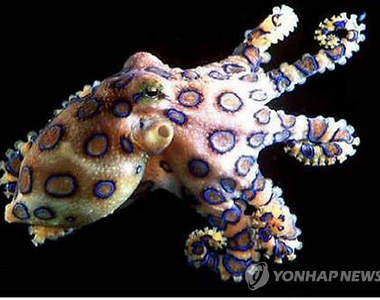 劇毒《藍環章魚》竟然出現在濟州島 難道牠也要去找少女時代?(誤)