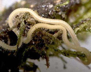 千足蟲發現！３公分大小卻擁有７５０隻腿的蟲