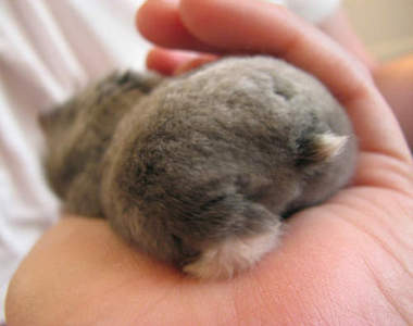 哈姆太郎露屁屁!超迷人的《倉鼠屁屁》♥