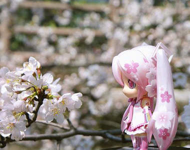 櫻花初音 全身都PINK☆閃亮登場