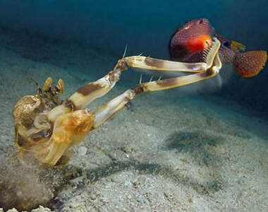 蝦蛄(撒尿蝦) 除了好吃外~牠還是武闘派甲殻類殺手喔