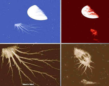 使徒襲來！？阿波羅八號拍攝到奇怪的不明物體