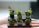 超迷你的《豆盆栽》♥ 變身療癒系小物 超迷你的《豆盆栽》♥ 變身療癒系小物
