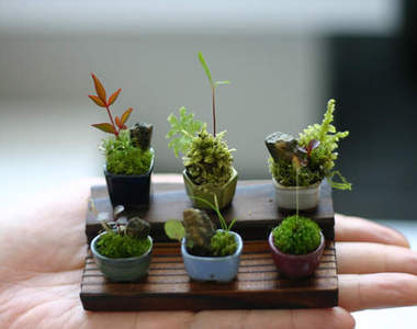超迷你的《豆盆栽》♥ 變身療癒系小物