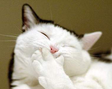 愛貓人的 10 大性格～喵～