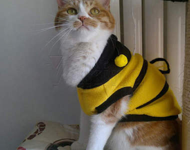 《蜜蜂貓》出沒!?是要嗡嗡叫~還是喵喵叫呢???