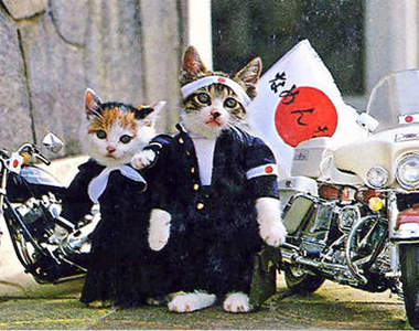 《不良貓》愛羅武勇♥夜露死苦～～！暴走登場！