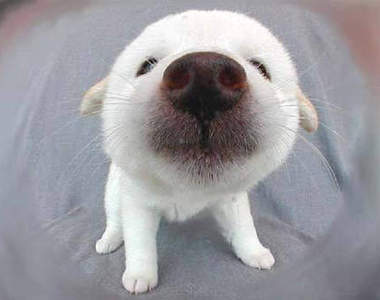 《狗鼻子》狗狗們的鼻子也是超萌的唷～