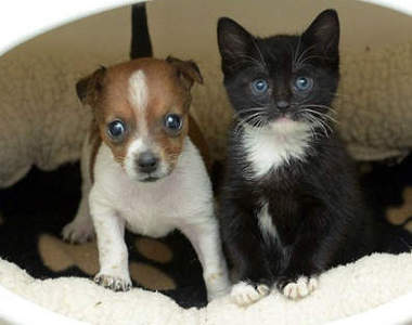 《貓狗姊妹》命中注定的超可愛汪喵組合^ܫ^