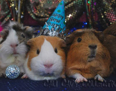 動物也狂歡～來場毛茸茸的派對囉♪