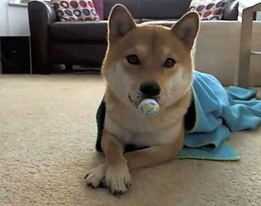 Elee柴犬壽司 超可愛的才藝表演