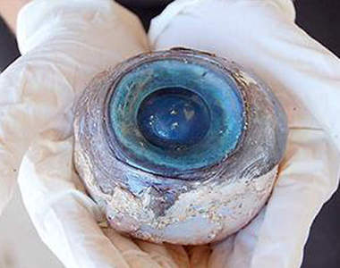 佛州海灘大眼睛 不小心掉出來的趕緊失物招領喔