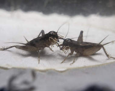 鬥蟋蟀大賽 七寶古鎮淵遠流長的民俗玩意兒