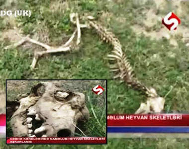 亞塞拜然的詭異屍骸 揪~竟來者是何物呢?