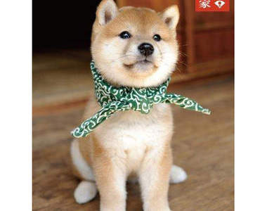 日本節目人氣柴犬《豆助》怎麼每一代都這麼可愛♥