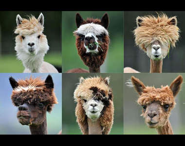 草泥馬剪頭髮 簡直是年度最佳髮型啊～