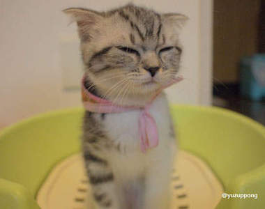 喵喵：唉唷！我在嗯嗯的時候幹嘛偷拍我啦～