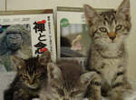 福井有名的《貓寺》參拜還可以順便玩喵~♥ 福井有名的《貓寺》參拜還可以順便玩喵~♥