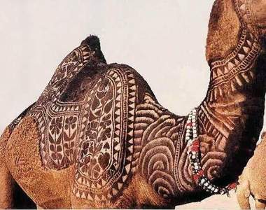 《駱駝選美》駱駝也可以很有藝術感~